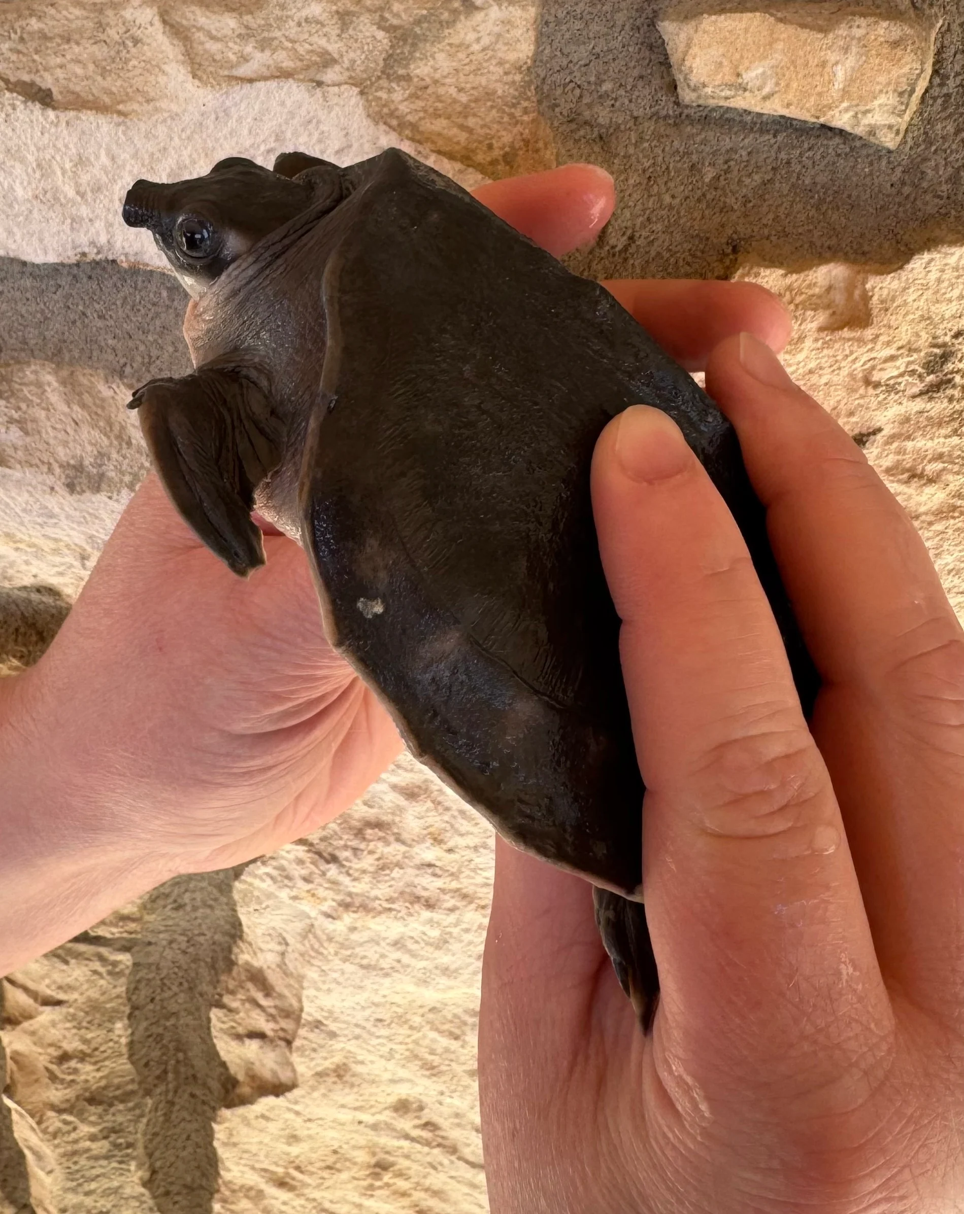 Turtles