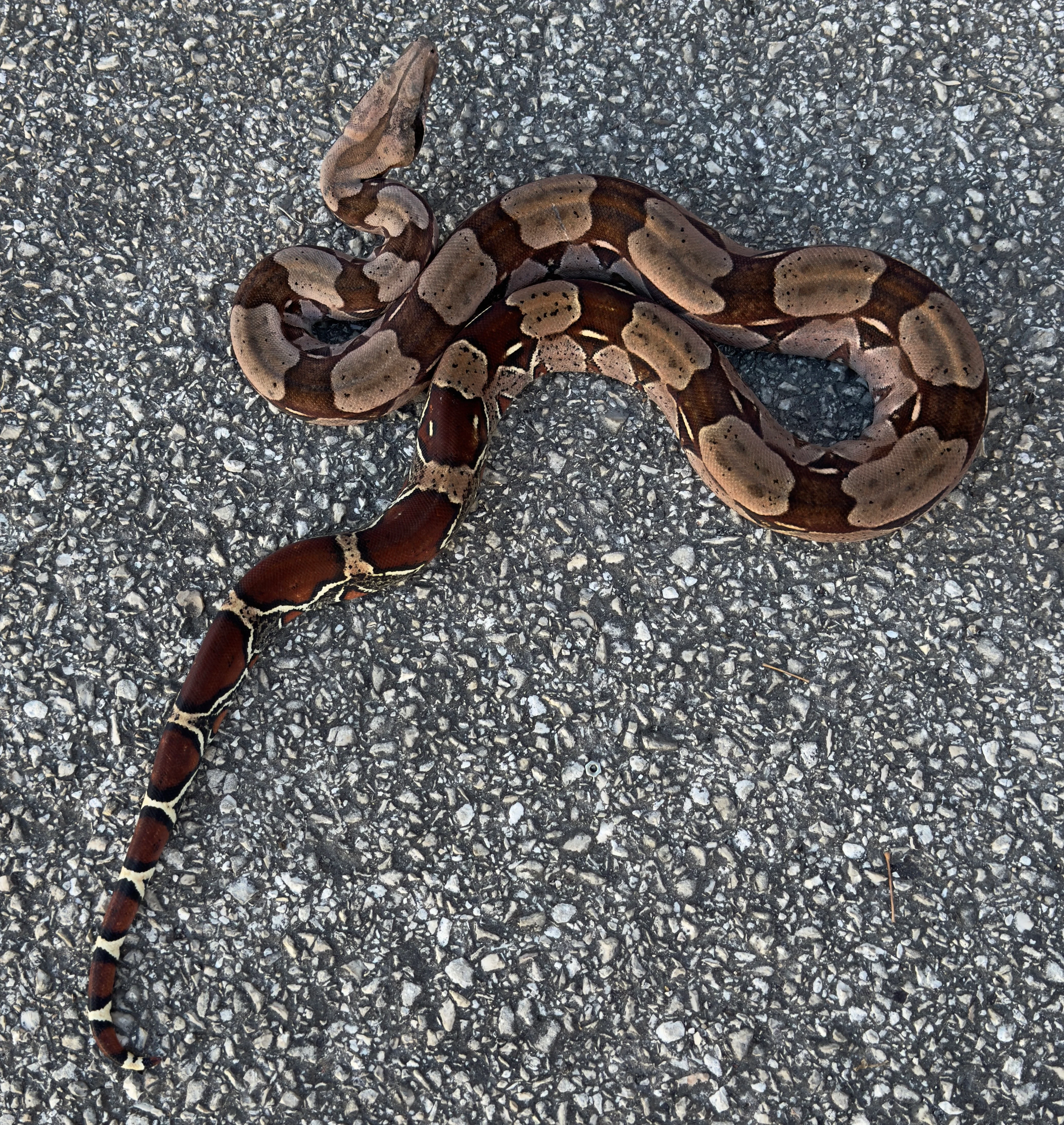 Snakes