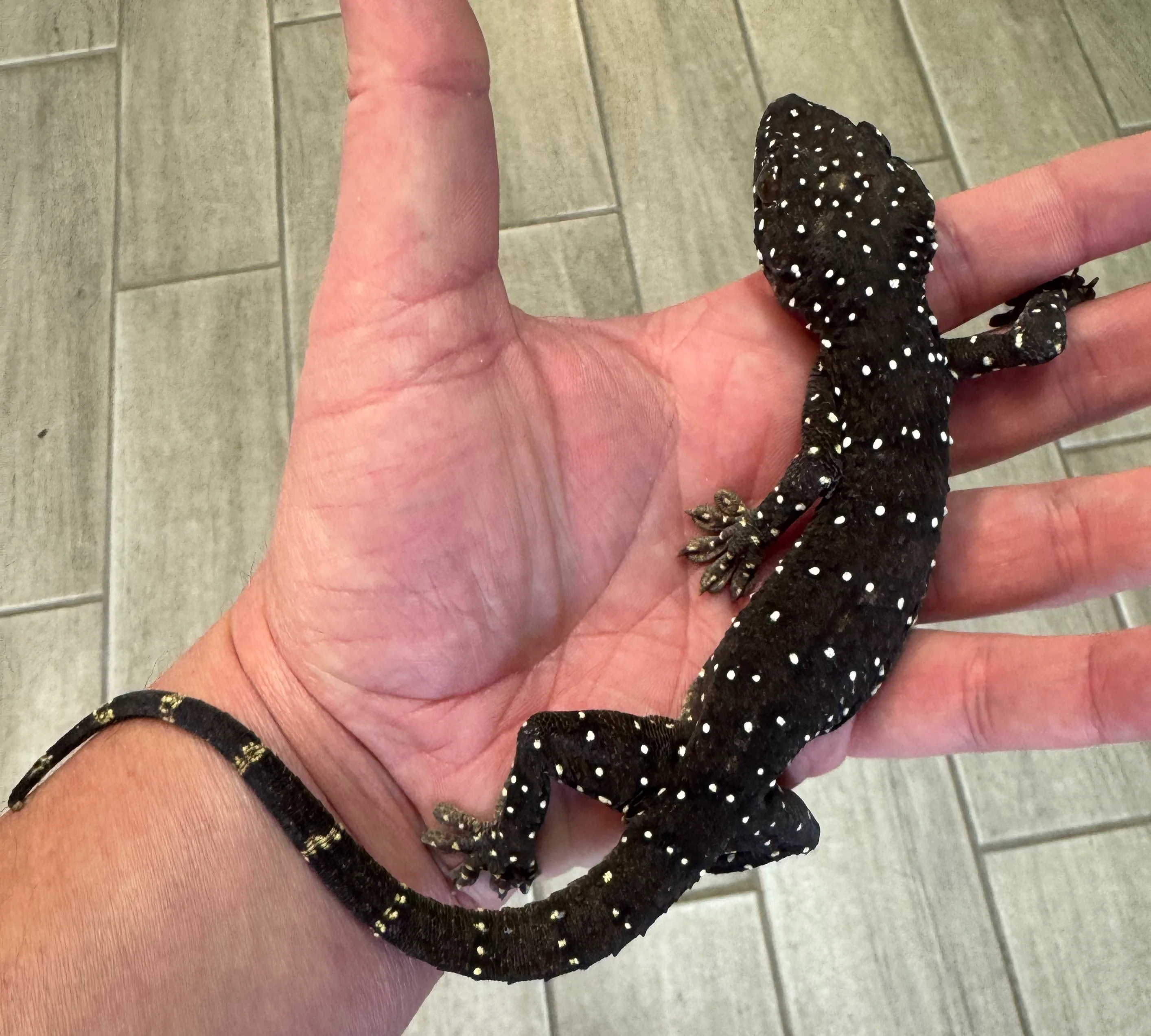 Lizards